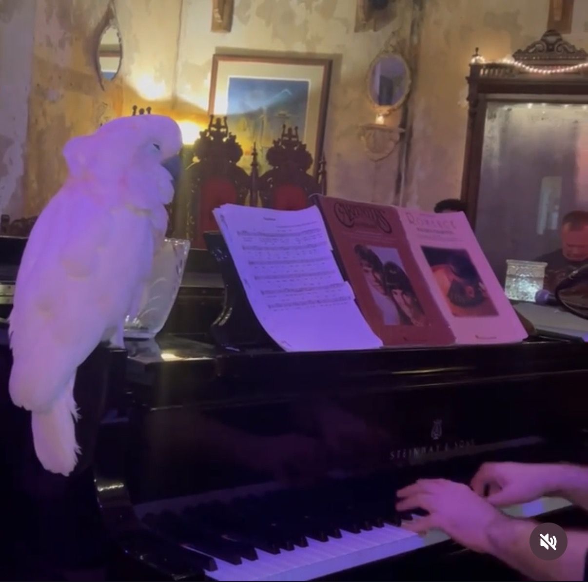 Campeche perched on the Steinway during a recital at The Gallery Inn